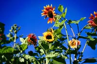 "Big Flowers" grown at Chico's geothermally heated greenhouse.